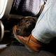 In this Saturday, April 1, 2017, file photo, a service dog named Orlando rests on the foot of its trainer, John Reddan, while sitting inside a United Airlines plane at Newark Liberty International Airport during a training exercise, in Newark, N.J.